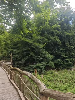 Große Waldoase - Schleiden - Bild 28