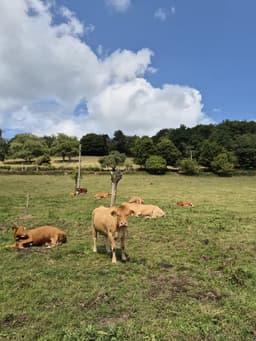 Tiny-Eifel-House Monschau-Rohren - Bild 35